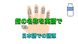 指の名称を英語で・日本語での指の名称の由来（薬指の語源） [upl. by Nuhsal]