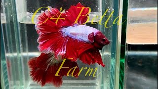 Betta halfmoon 19 [upl. by Ruy398]