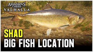 Assassins Creed Valhalla  Big Shad Location [upl. by Grantley758]