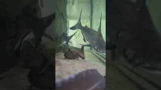 Paroon sharks feeding monsterfish paroonshark acipenser fishroom freshwateraquarium [upl. by Stavros]