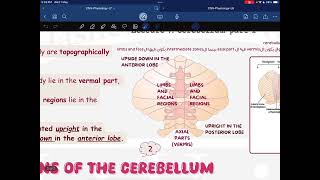 CNS Physiology L7 [upl. by Retsim]