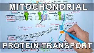 Protein Transport into Mitochondria [upl. by Martin]