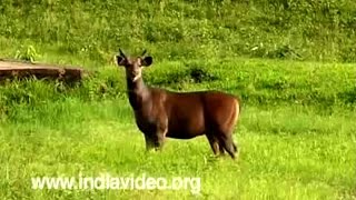 Deers of Kerala  Flora and Fauna Video [upl. by Bouldon]