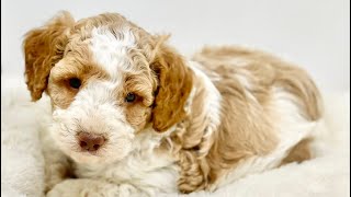 For The Love of Puppies  Australian Labradoodles [upl. by Guy]