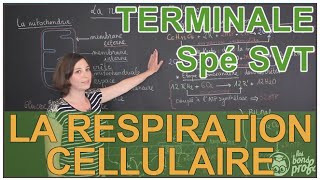 La respiration cellulaire  Spé SVT  Terminale  Les Bons Profs [upl. by Yaeger]