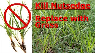 How to kill nutsedge weed and replace it with grass [upl. by Routh]