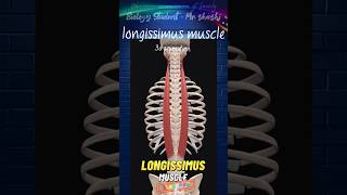 Longissimus muscle 3d shortsfeed shorts trending viralvideo ytshorts biology Mrshashiraj [upl. by Henson]