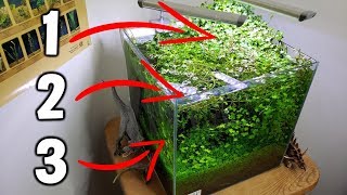 3 EASY Beginner Aquarium Plants For Your Planted Tank [upl. by Ennaxxor58]