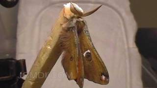 Moth emerging from cocoon  expanding wings time lapse [upl. by Adnilrem]