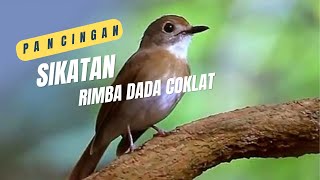 SRDC BALI SAMBUNG GACOR MASTERAN PANCINGAN SRDC TLEDEKAN SULINGAN SIANG HARI [upl. by Kumar143]