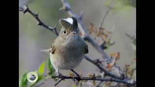 FIOFÍO SILBÓN Elaenia albiceps [upl. by Aliel34]