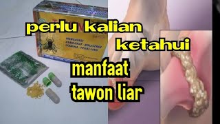 Tawon liar obat rematik asam urat kolesterol dan keseleo [upl. by Vikki384]