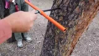 Taking a tree core sample  275 year old Lodgepole Pine in Colorado [upl. by Nnylatsirk793]