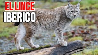 Lince Ibérico ▶Documental◀ [upl. by Dewar421]