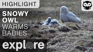 Snowy Owl Mother Warms Her Babies  Live Camera Highlight [upl. by Atikin]