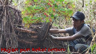 Tak kenal lelah biarpun hujan nekan berburu bahan bonsai ini [upl. by Broderick]