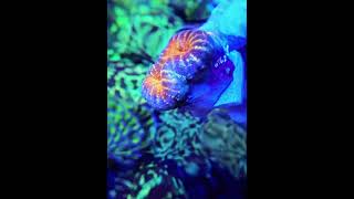 lobophyllia meerwasseraquaristik marineaquarium saltwateraquarium aquarium coralreef [upl. by Chuch725]