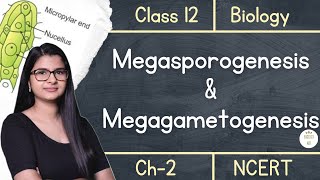 Class 12  Megasporogenesis amp Megagametogenesis  NCERT [upl. by Atiraj302]