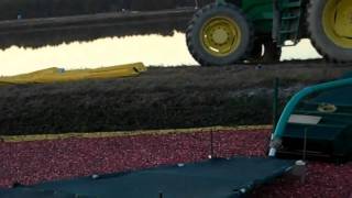 Cranberry Harvest Time in Chatsworth NJ [upl. by Noraha]