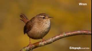 Birdsong for beginners [upl. by Eseilana717]