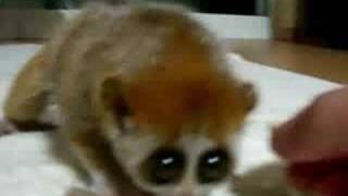 slow loris [upl. by Ivens]