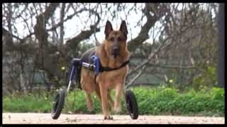 Perro de agility rehabilitado gracias a una silla de ruedas [upl. by Berfield]