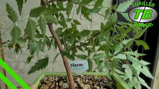 Neem amp Black Locust Pruning [upl. by Atihcnoc]