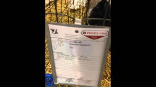 Poules et coqs Wiandotte argentée GR pure race [upl. by Huxham]