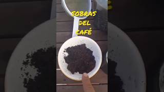 SUPER ABONO CASERO para plantas con las sobras del desayuno al alcance de tu mano [upl. by Arek]