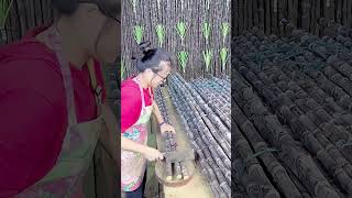 Fresh black sugarcane cutting process Good tools and machinery can increase work efficiency [upl. by Akilaz]