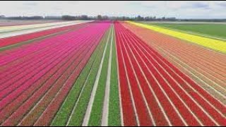 Tulipas na Holanda Parte 1 [upl. by Sheldon120]