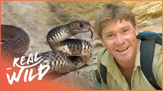 Steve Irwin Meets The Worlds Most Venomous Snakes  Real Wild [upl. by Nedaj]