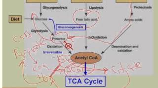 Acetyl CoA Connects Pathways of Catabolism [upl. by Madlin]