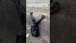 A girl rescued a bat lying on the road and then brought it home shorts [upl. by Arze405]