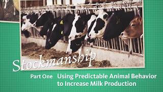 Stockmanship Part 1  Using Predictable Animal Behavior to Increase Milk Production [upl. by Batista]