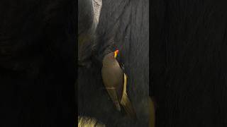 OxPecker Bird Searching for Parasite Wincent B8MLu bird nature wildlife [upl. by Kathye]