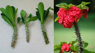 اكثار الايفوربيا  شوكة المسيح   How to propagate Euphorbia Milii plant [upl. by Ssac222]