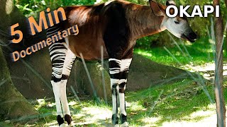 Okapi  5 Minute Documentary [upl. by Ettezoj]