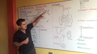 AMEBAS  ENTAMOEBA HISTOLYTICA  GENERALIDADES CICLO DE VIDA EPIDEMIOLOGIA PATOGENIA CLINICA [upl. by Diehl]