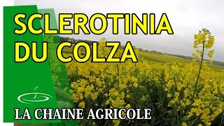 Sclerotinia du colza champignon pas bon  2015 [upl. by Siuluj818]