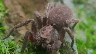 Into the Wild Unveiling the Majestic World of a Giant Wolf Spider in Mesmerizing Macro Detail 😀 [upl. by Pizor]