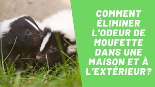 Comment éliminer lodeur de moufette dans une maison et à lextérieur  SOS Odeurs [upl. by Farris801]