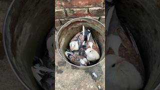 Satinette Baby🕊️Pigeon biharikabutar5419 youtubeshorts shorts feed viral fancypigeon [upl. by Omero]