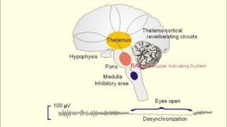 Reticular Activating System [upl. by Ymmak]