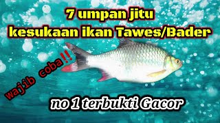 PASTI BISA GAMPANG KOK Mancing wader dan tawes sirip merah pakai teknik pecut [upl. by Eivlys85]