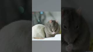 rat made bank loss 12 lakh rupees fyp tamilfacts interestingfacts tamilnews shriram vox [upl. by Nickles]