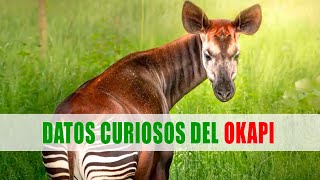 Okapi Okapia johnstoni  Datos curiosos de animales [upl. by Ruenhs]