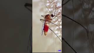 Culex quinquefasciatus Mosquito Feeding  UpClose Blood Feeding and Strident Buzz [upl. by Kisor178]