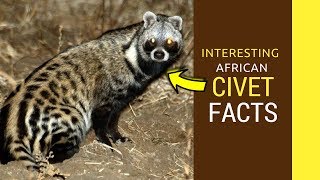 African Civet facts Amazing facts of African Civet baby pet cat [upl. by Coco13]