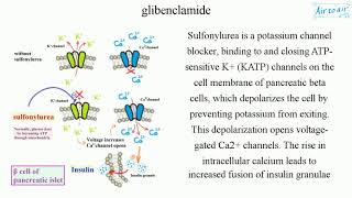 glibenclamide [upl. by Anastatius]